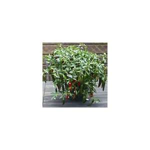  Pepper Cayennetta Hybrid Seeds Patio, Lawn & Garden