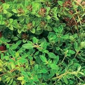  English Thyme  Herb Vulgaris  100 Seeds Patio, Lawn 