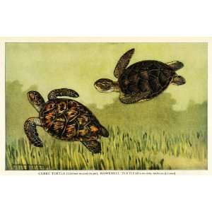   Hawksbill Sea Turtles Swimming   Original Color Print