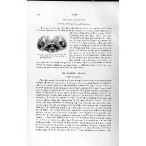  HEAD BLAINVILLE CHIN LEAFED BAT NATURAL HISTORY 1893 94 