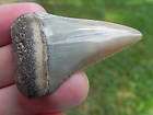 1a Fossil Peruvian Great White Shark tooth HUGE MONSTER