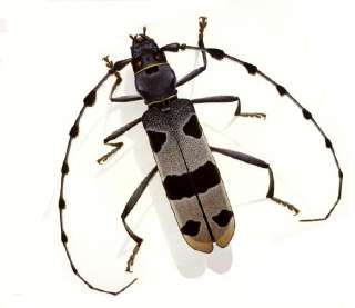 Durin Print ALPINE LONG HORNED BEETLE Insects L@@K  