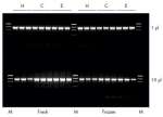 Purification of High Quality Genomic DNA from Mouse Tail High PCR 
