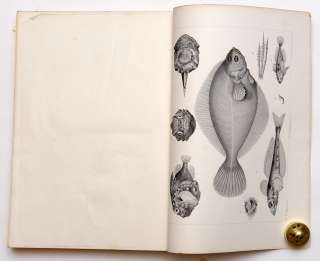   FISHES OF EASTERN SEAS OF RUSSIAN EMPIRE BIG BOOK Engraving  