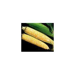  Corn Sweet Temptation Hybrid (SE) Patio, Lawn & Garden