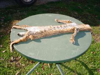 Nebraska Bobcat pelt/taxidermy/tanned/skin/fur/traps  