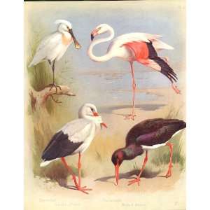   Large Thorburn Spoonbill, Flamingo, Stork 1915 Birds