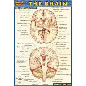  BarCharts  Inc. 9781572228184 Brain  Pack of 3 Office 