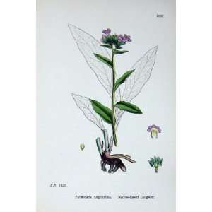  Narrow Leaved Lungwort Botany Plants C1902 Flowers