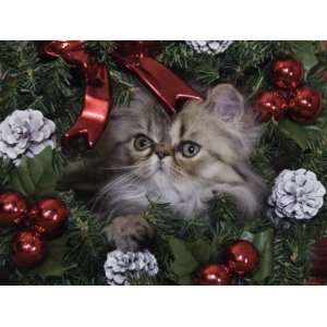  Persian Cat Brown Tabby Kitten Amongst Christmas 