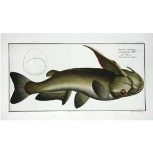 Marcus E Bloch Fish Print   Soldier Catfish Fine Art Reproduction 
