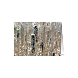  Fluffy Cattails Nature Photo Blank Note Card Card Health 