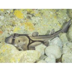  Port Jackson Shark, Heterodontus Portusjacksoni, South 