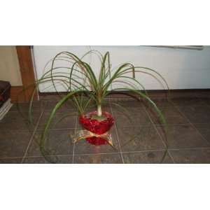  4 Inch Ponytail Palm Beaucarnea recurvata Plant Live 