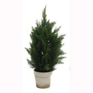    Atticks T211 32 in. Italian Cedar Tree In Pot