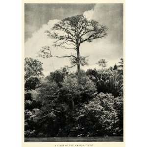  1926 Print Ceiba Tree  Jungle Growth Botanical 