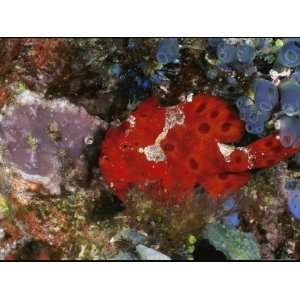  Giant Frogfish, Blue Sea Squirts and Other Reef Animals 