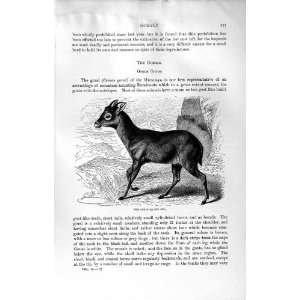  NATURAL HISTORY 1894 GOBAL CEMAS GORAL HIMALAYA ANIMAL