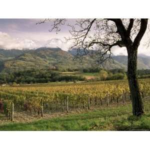  Vineyards Near Chambery, Savoie, Rhone Alpes, France 