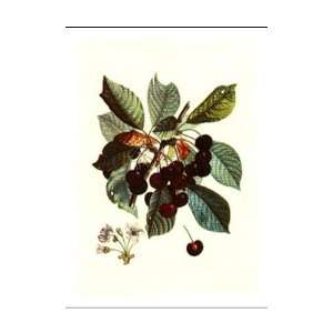  Cherries Poster Print