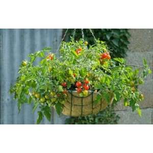  Cherry Tomato   4 starter plants   Patio Container variety 