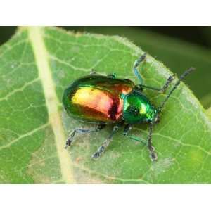 Dogbane Leaf Beetle, Chryschus Cobaltinus, on a Dogbane Leaf 