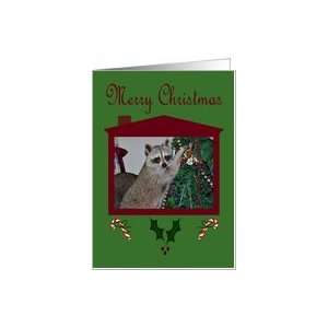  Christmas, Raccoon with tree, holly, candy canes Card 