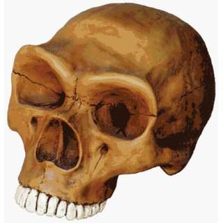  Neandertal Cranium Replica Toys & Games