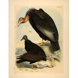  1881 Chromolithograph California Vulture Condor Buzzard 