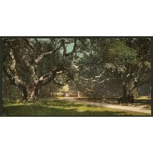    Photochrom Reprint of Live oaks at Berkely College