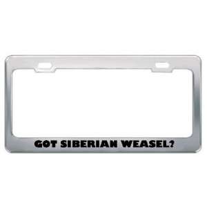 Got Siberian Weasel? Animals Pets Metal License Plate Frame Holder 