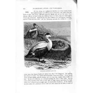  NATURAL HISTORY 1895 EIDER DUCKS NEST BIRDS OLD PRINT 