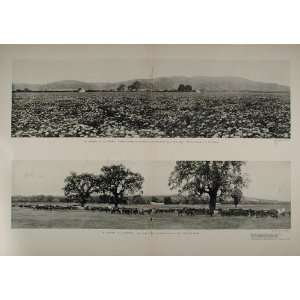   Santa Clara Valley Cattle CA   Original Halftone Print