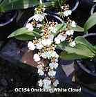 Orchid Plant Ctna. Why Not Flowering size seedling  