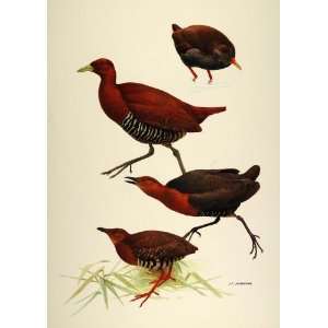  1984 Print Zapata Rail Andaman Crake Bird Lansdowne 