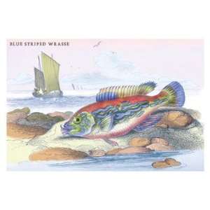  Blue Striped Wrasse 12x18 Giclee on canvas