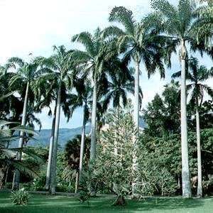   Oleracea Venezuelan Royal Palm Tree Seeds Patio, Lawn & Garden