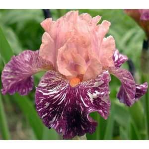  Anaconda Tie Dyed Bearded Iris Perennial   Potted Patio 