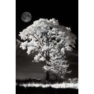  Moonlight Dream By Ilona Wellmann Highest Quality Art 