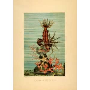   Star Sea Cucumber Starfish   Original Chromolithograph
