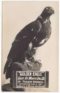 RPPC Taxidermy Golden Eagle Shot @ White Owl, SD  