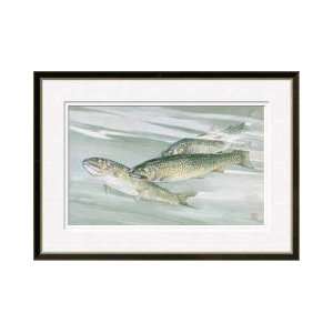  Trio Of Cutthroat Trout Framed Giclee Print