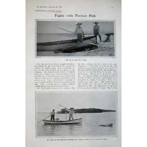   1906 Ray Hunting Spotted Moray Eel Dolphin Boat Turtle