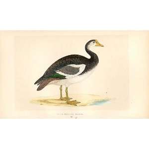  British Birds 1St Ed Morris 1851 Spur Winged Goose 258 