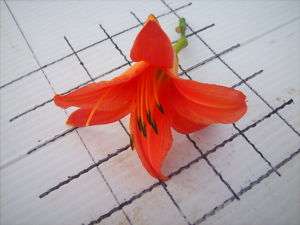 Orange Surprise Daylilies Day Lily Daylily Lot of 5  