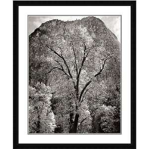  Ansel Adams Framed Art Autumn Tree   Cathedral Rocks