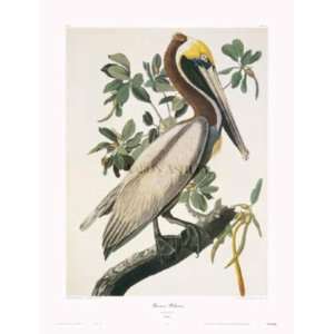 Brown Pelican   John James Audubon 18x24 CANVAS 