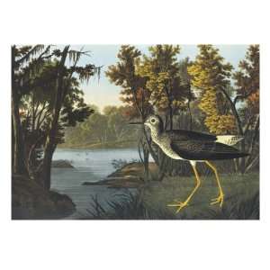   Shank Giclee Poster Print by John James Audubon, 12x16