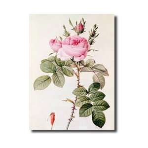   Roses By Claude Antoine Thory 17571827 En Giclee Print
