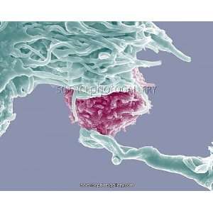 Dendritic cell and lymphocyte, SEM Framed Prints 